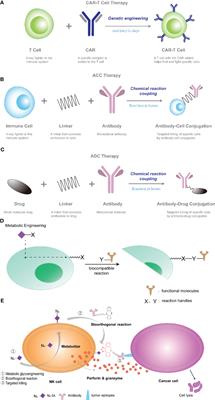 Advances in research based on antibody-cell conjugation
